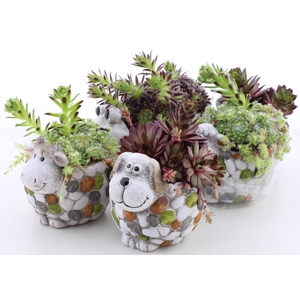 ARR SEMPERVIVUM