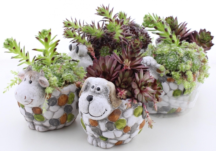 <h4>ARR SEMPERVIVUM</h4>