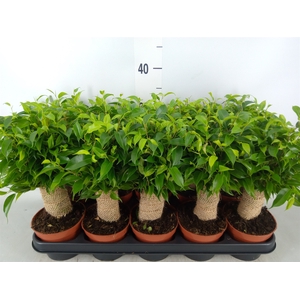 Ficus benja. 'Natasja'
