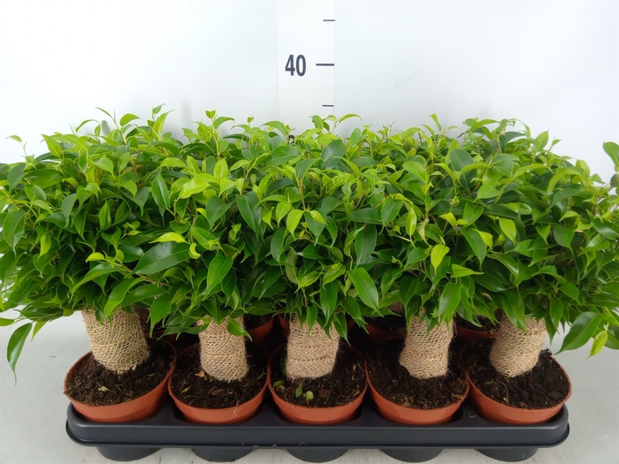 <h4>Ficus benja. 'Natasja'</h4>