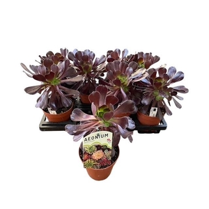 AEONIUM AB VELOURS