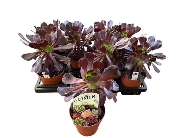 <h4>AEONIUM AB VELOURS</h4>