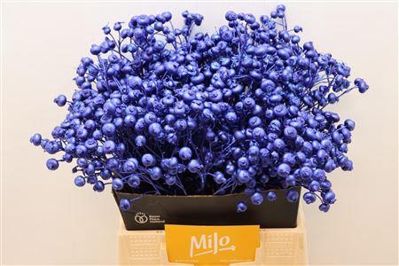 <h4>Rosa Klb Blauw Donker Metallic</h4>