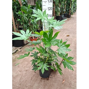 Fatsia japonica   ...