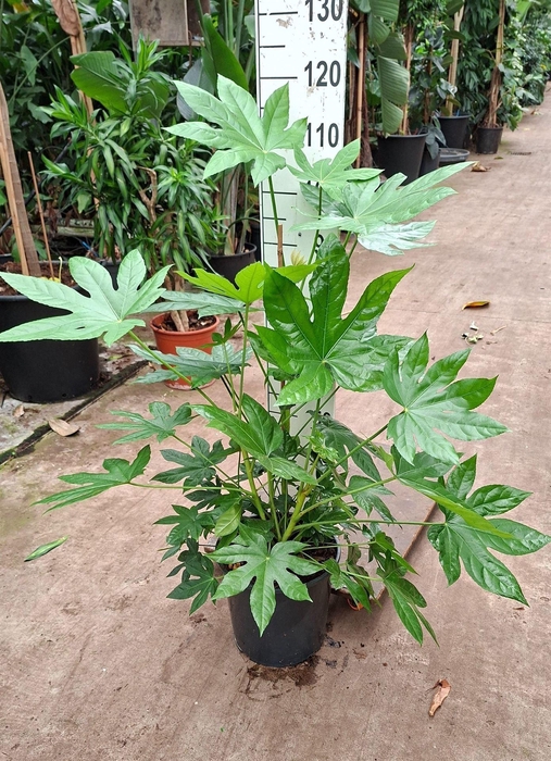 <h4>Fatsia japonica   ...</h4>