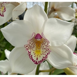Cymbidium NO 60 60 cm X10 Koningshof