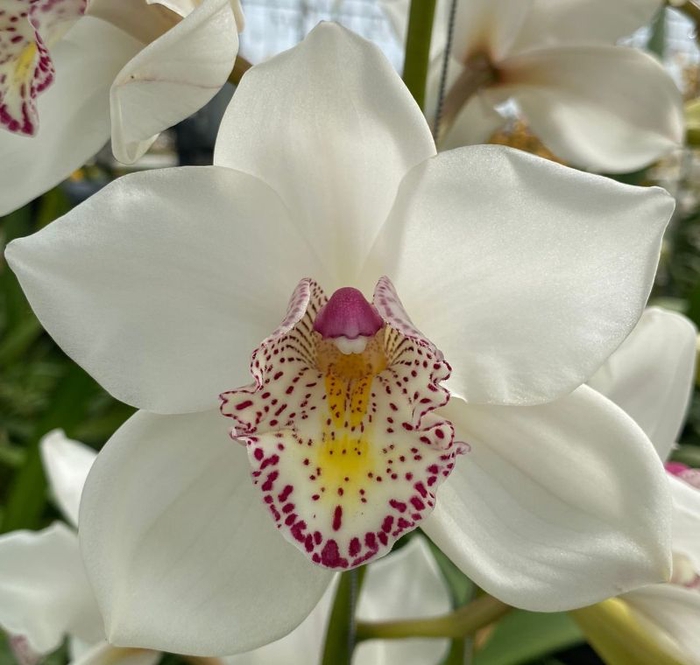 <h4>Cymbidium NO 60 60 cm X8 Koningshof</h4>