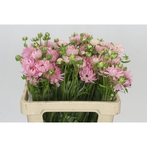 Ranunculus Natura Moderna Venus