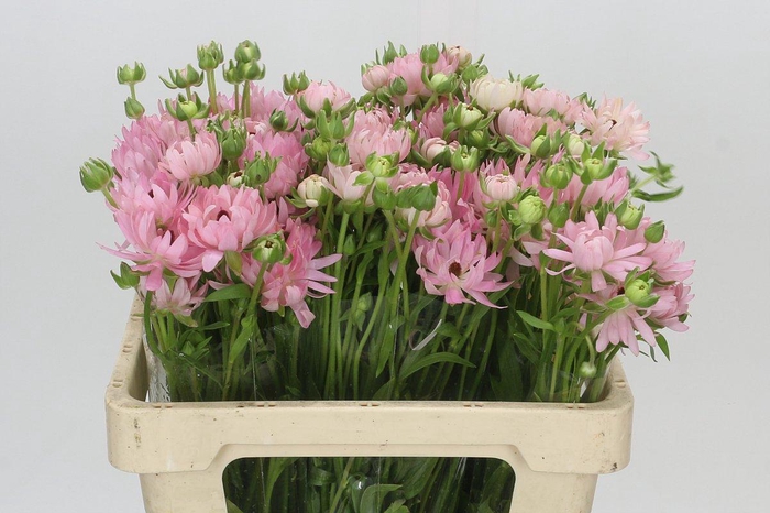 <h4>Ranunculus Natura Moderna Venus</h4>