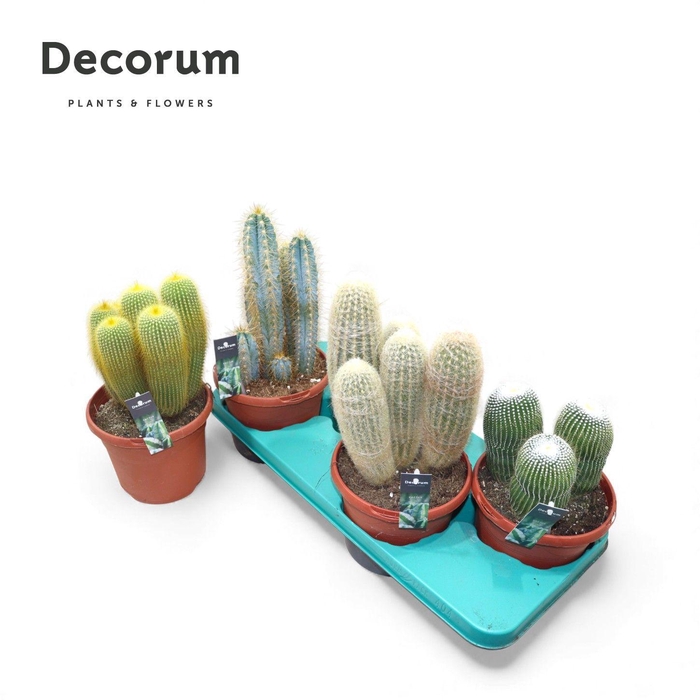 <h4>Cactus Column Mix (4spc.) (decorum)</h4>