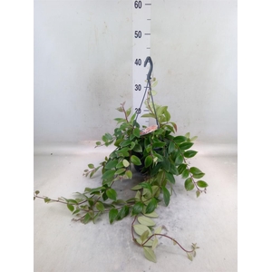 Aeschynanthus lobb. 'Variegatus'