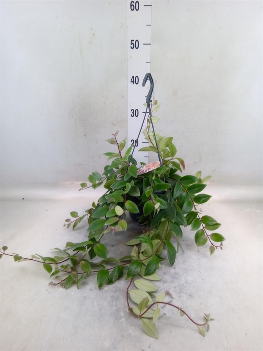 <h4>Aeschynanthus lobb. 'Variegatus'</h4>