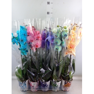 Phalaenopsis   ...