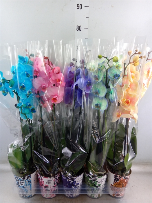<h4>Phalaenopsis   ...</h4>