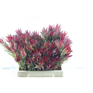 Leucad Sal Blush