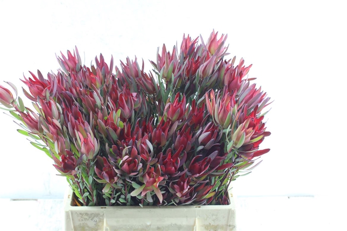 <h4>Leucad Sal Blush</h4>