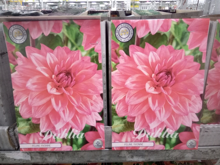 <h4>Dahlia   ...flowerbulbs</h4>