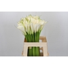 Zantedeschia Eydolls White
