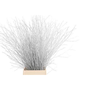 BETULA OV KLB H%