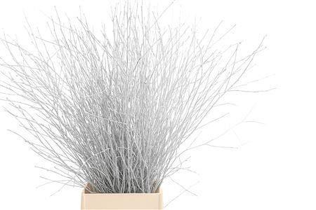 <h4>BETULA OV KLB H%</h4>
