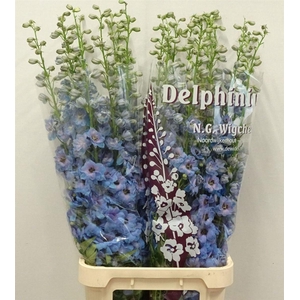 Delph Du Dewi Azul