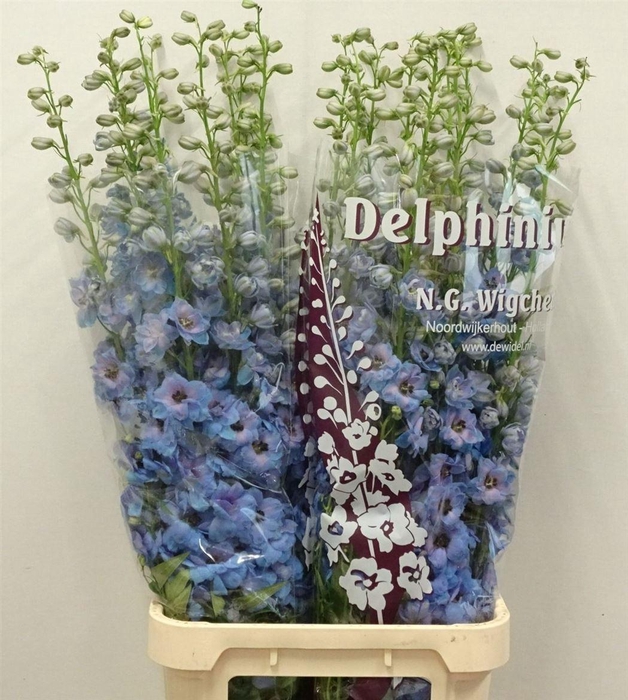 <h4>Delph Du Dewi Azul</h4>