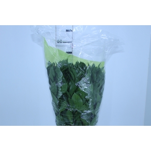 FOLHAGEM RUSCUS 070 CM