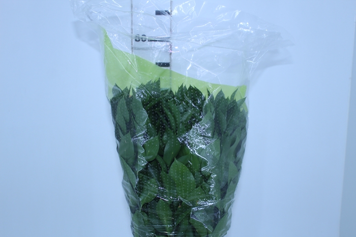 FOLHAGEM RUSCUS 070 CM