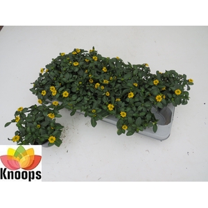 SANV PROCUMBENS