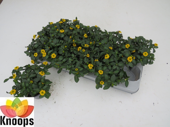<h4>SANV PROCUMBENS</h4>