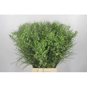 Ginster Green Per Bunch