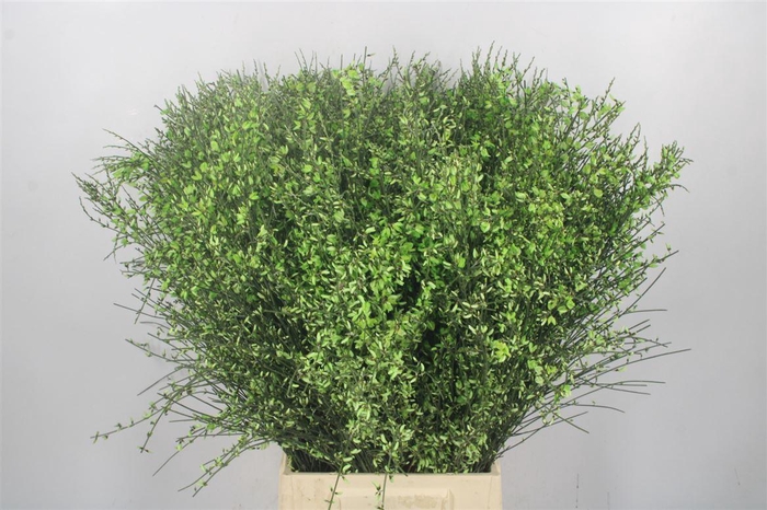 <h4>Ginster Green Per Bunch</h4>