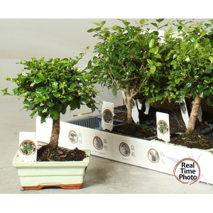 BONSAI GEM