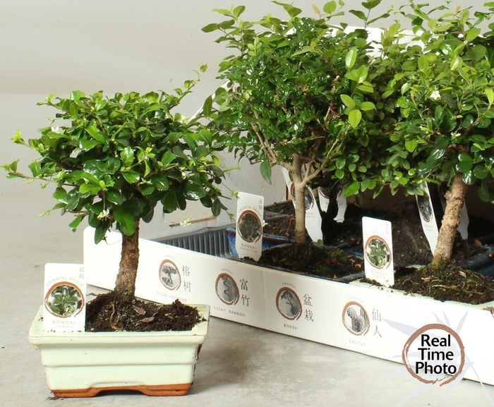 <h4>BONSAI GEM</h4>