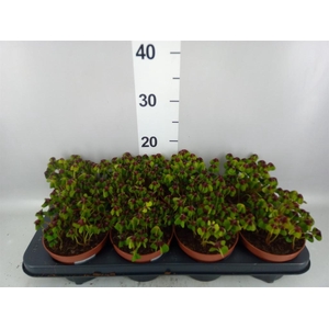 Oxalis deppei