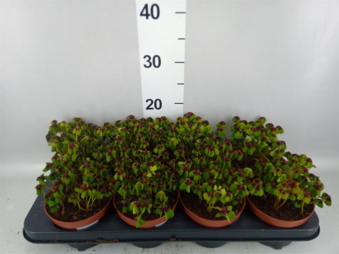 <h4>Oxalis deppei</h4>