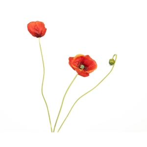 Papaver Orange