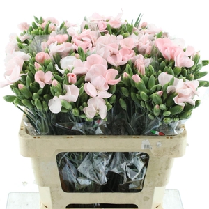 Di Tr Simply Candy Pink Extra