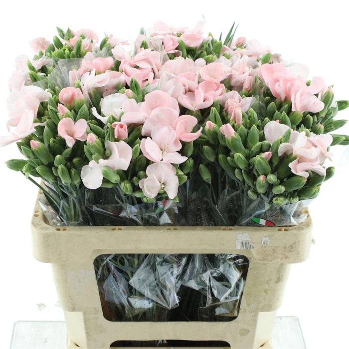 <h4>Di Tr Simply Candy Pink Extra</h4>