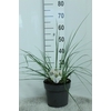 Cortaderia Selloana Junior
