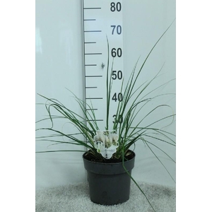 Cortaderia Selloana Junior