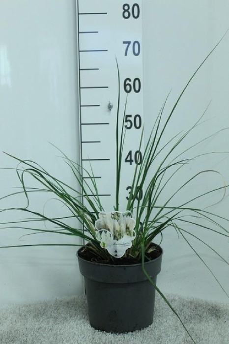 <h4>Cortaderia Selloana Junior</h4>