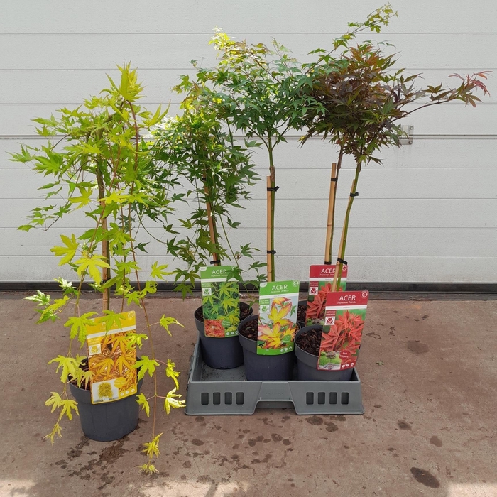 <h4>ACER PALMATUM</h4>