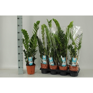 ZAMIO ZAMIIFOLIA