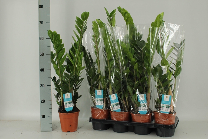 <h4>ZAMIO ZAMIIFOLIA</h4>