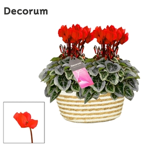 Cyclamen SS Picasso Rood Fieldbasket Decorum