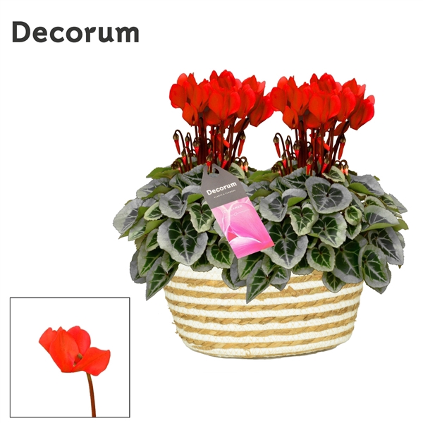 <h4>Cyclamen SS Picasso Rood Fieldbasket Decorum</h4>