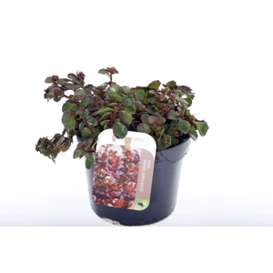 Sedum spurium Purple winter