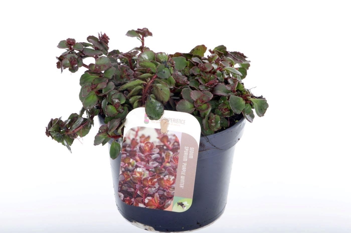 <h4>Sedum spurium Purple winter</h4>