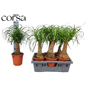 NOLINA (BEAUCARNEA)